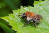 Bombus pascuorum